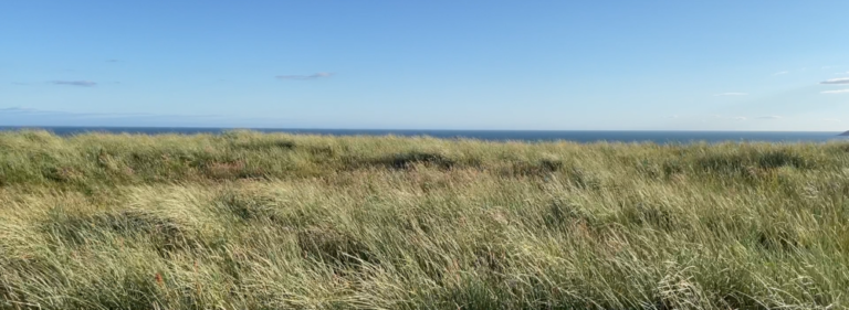 Looking over long grasses to the distant sea on a sunny day.